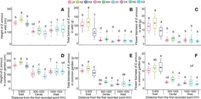 Parallel genetic and phenotypic differentiation of Erigeron annuus invasion in China